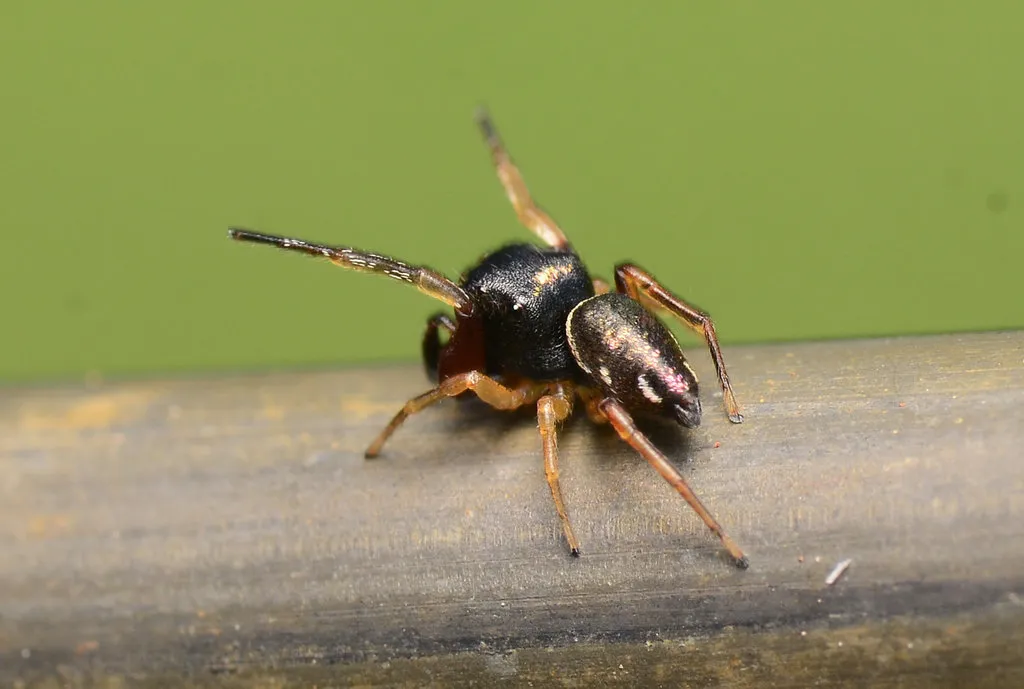 Hammerjawed Jumper - photo 2