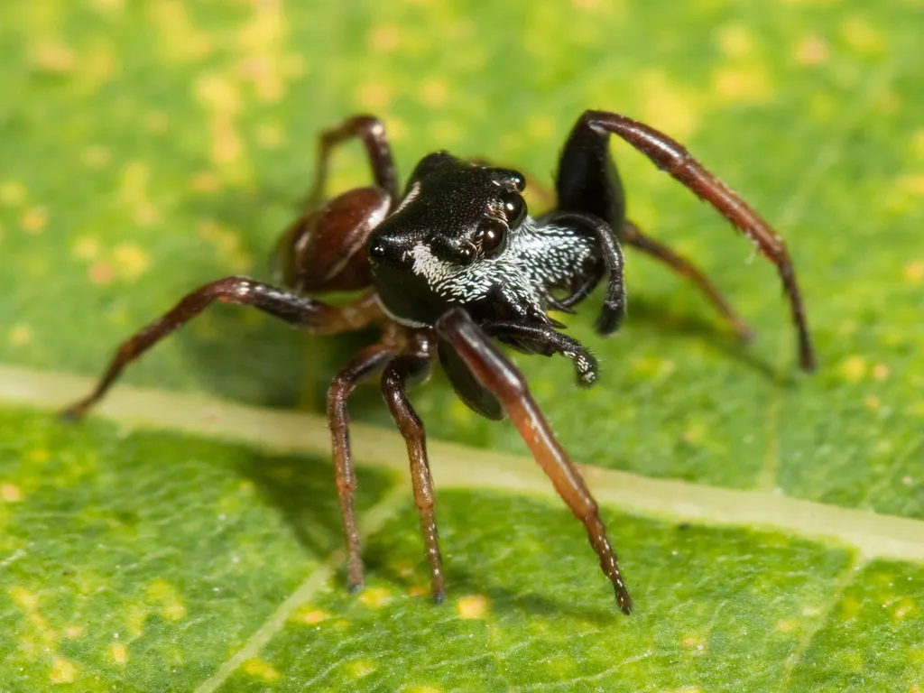 Zygoballus sexpunctatus - photo 2