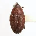 Zygobarella xanthoxyli
