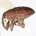 Zygobarella xanthoxyli - photo 2