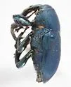 Zygobarinus coelestinus - photo 2