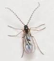 Zygoneura flavicoxa - photo 2