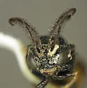 Zynzus bicolor - photo 5