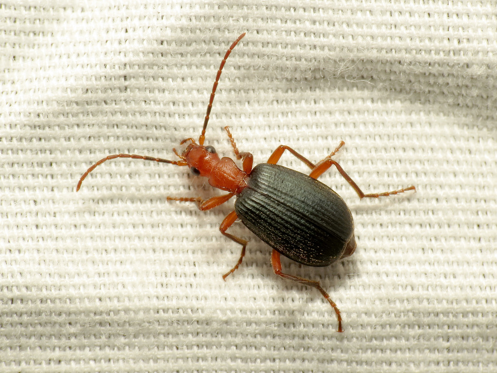 Brachinus elongatulus