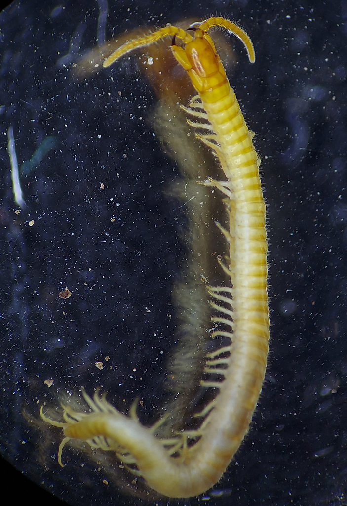 Eastern Saw-toothed Centipede