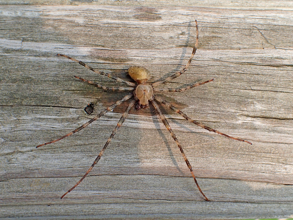 Barn Spider