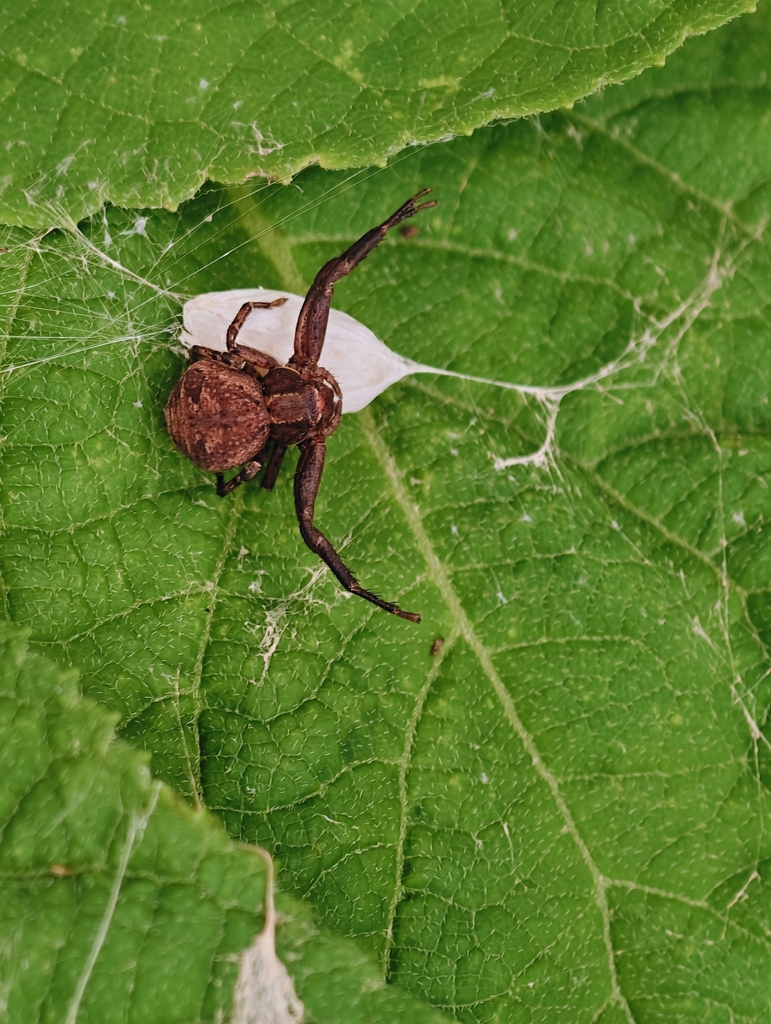 Tan crab spider