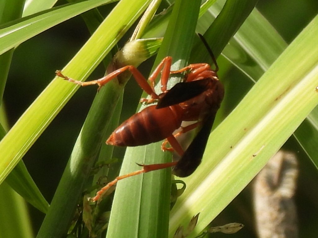 Polistes carolina