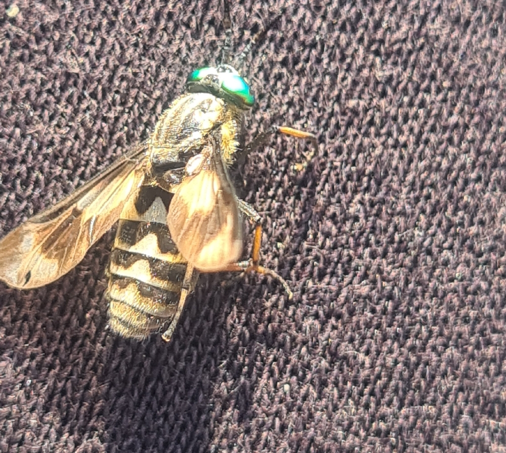 Chrysops relictus