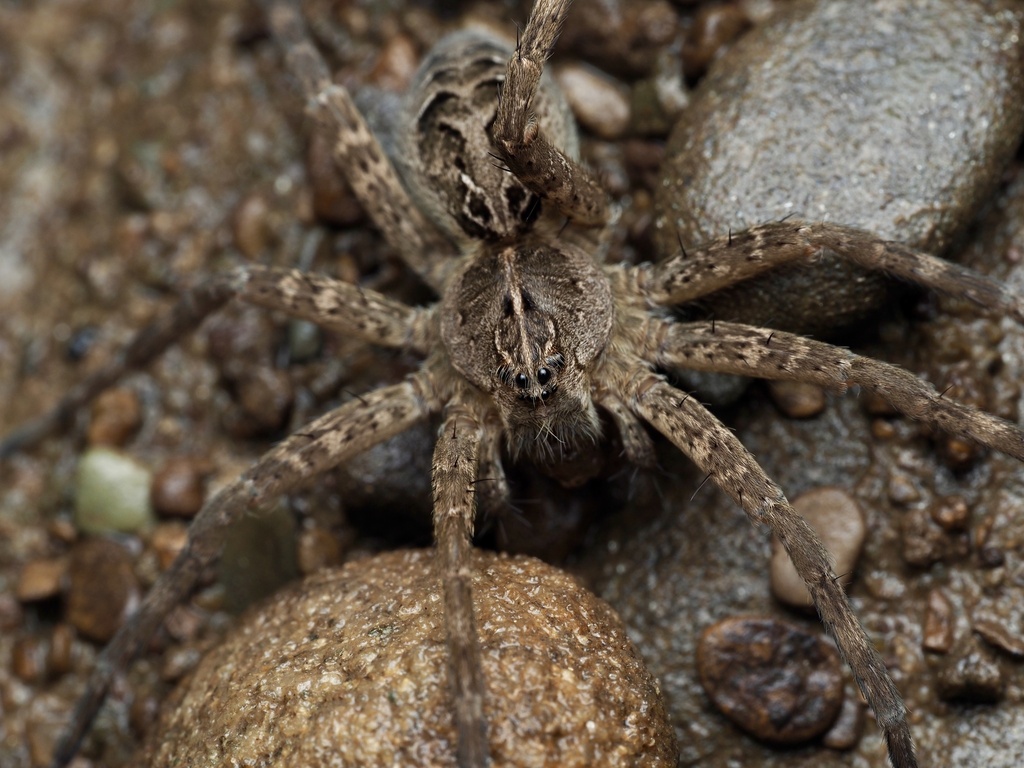 Dolomedes scriptus
