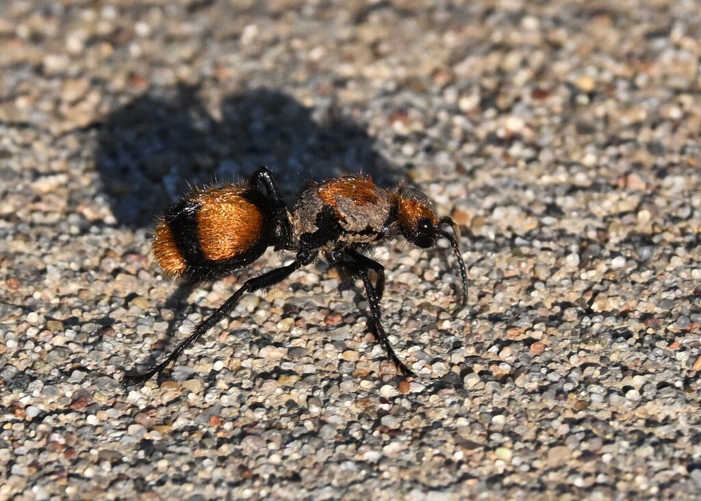 Dasymutilla occidentalis