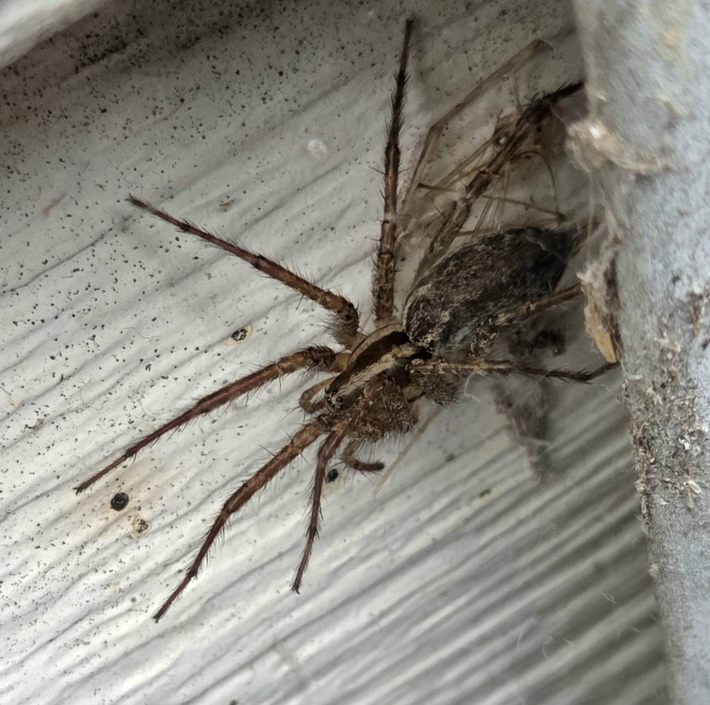 Agelenopsis potteri