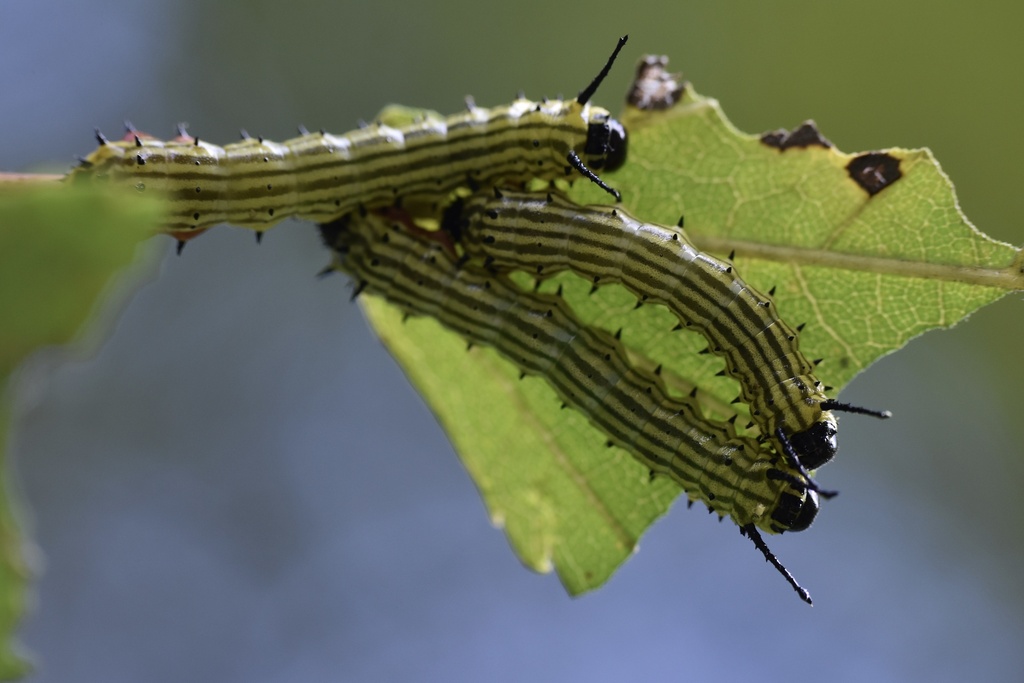 Dryocampa rubicunda