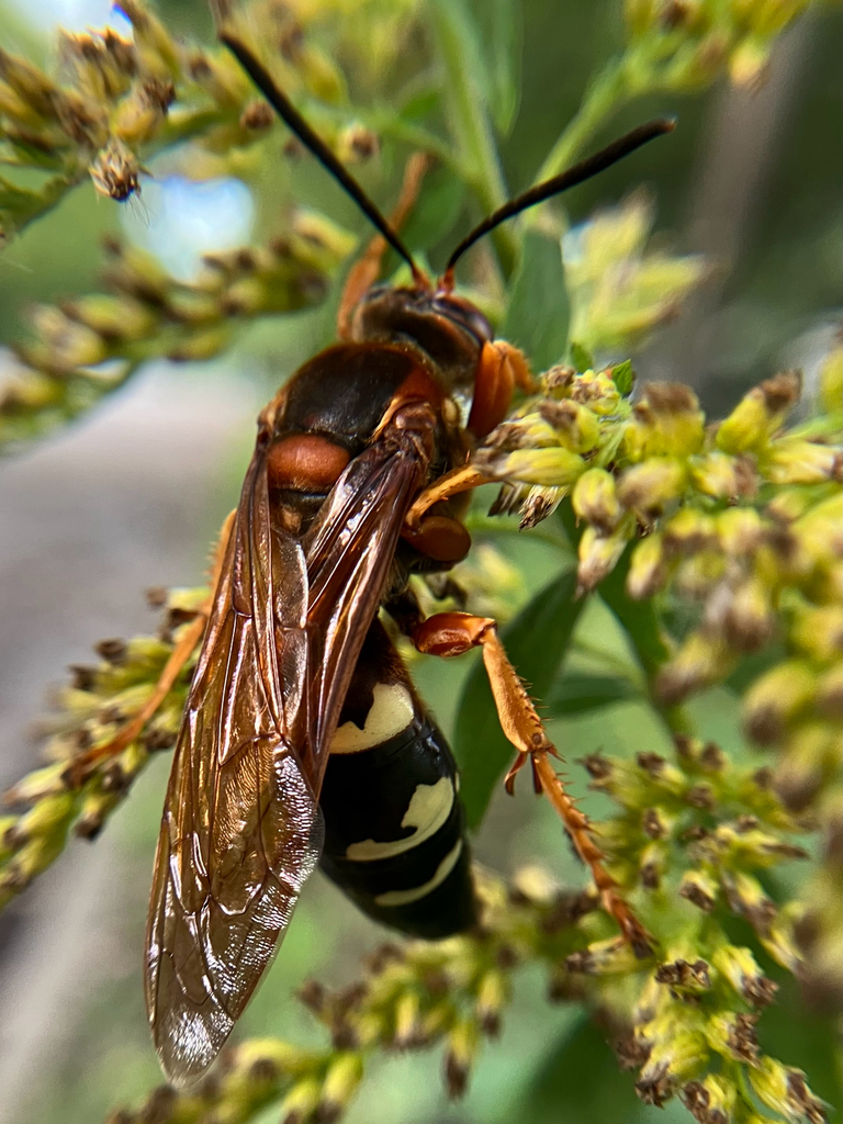 Sphecius speciosus
