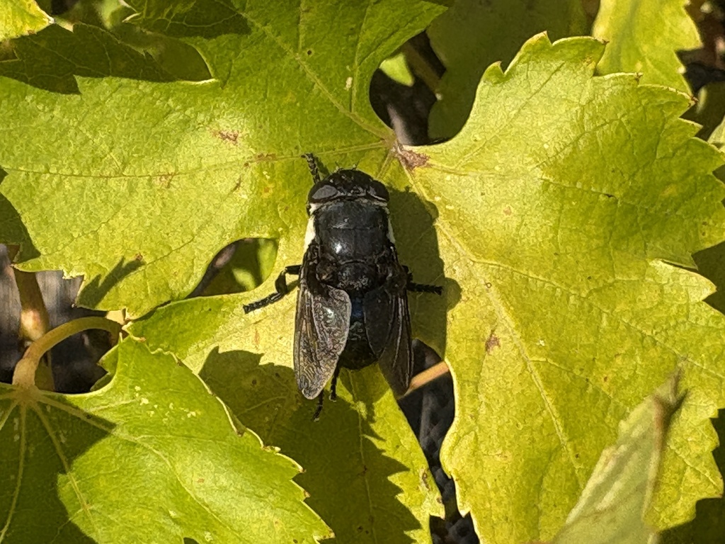 Cuterebra fontinella