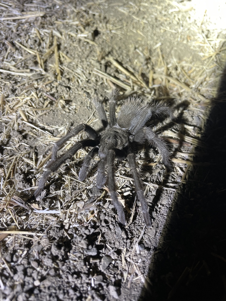 Aphonopelma iodius