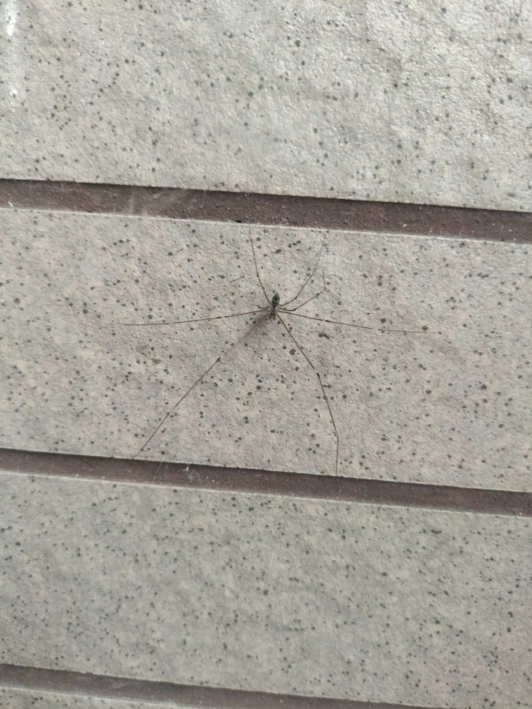 Tailed Cellar Spider