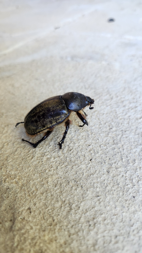 Dynastes tityus