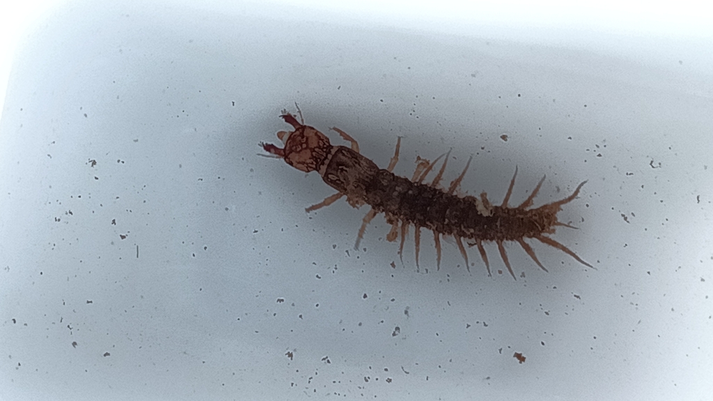 Dobsonfly