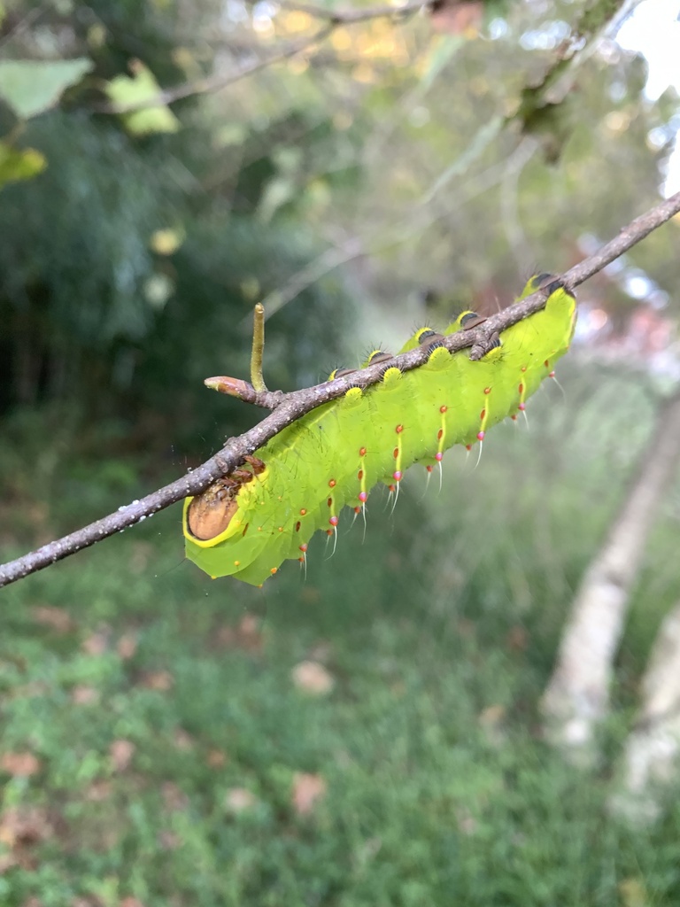 Antheraea polyphemus