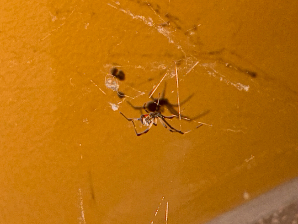 Brown Widow
