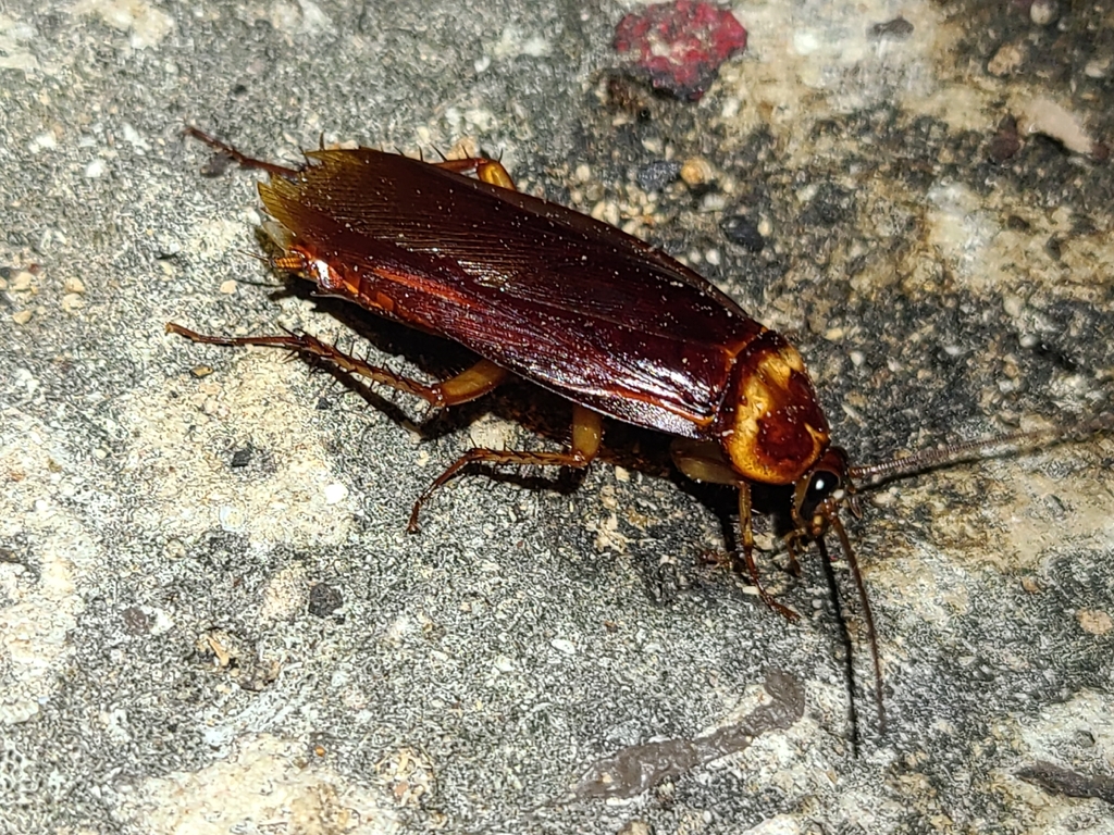 American Cockroach