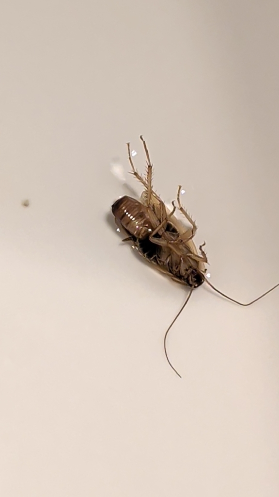 Blattella germanica