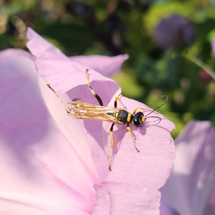Black and Yellow Mud Dauber