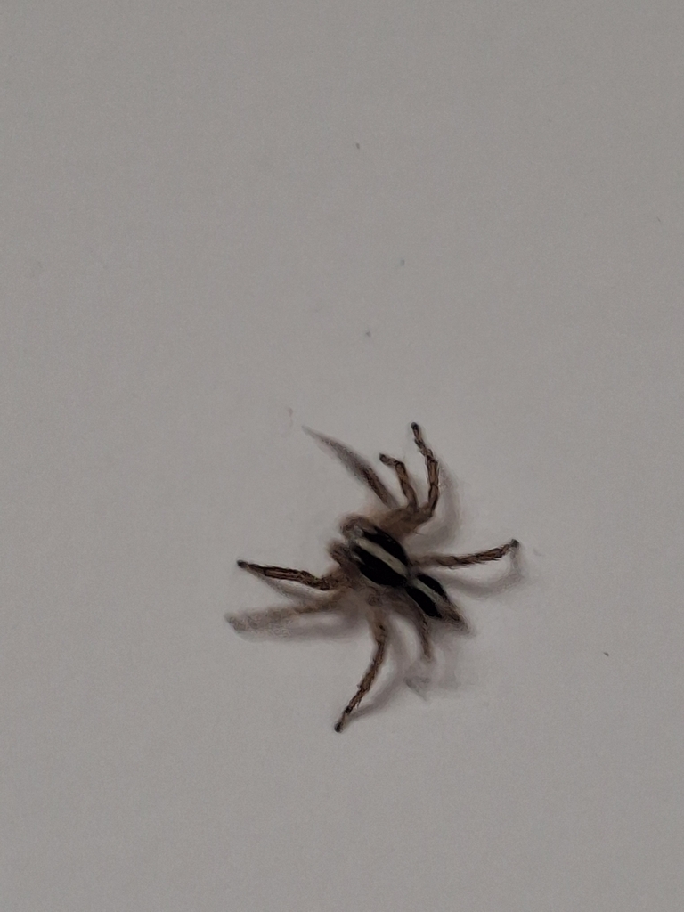 Pantropical Jumping Spider