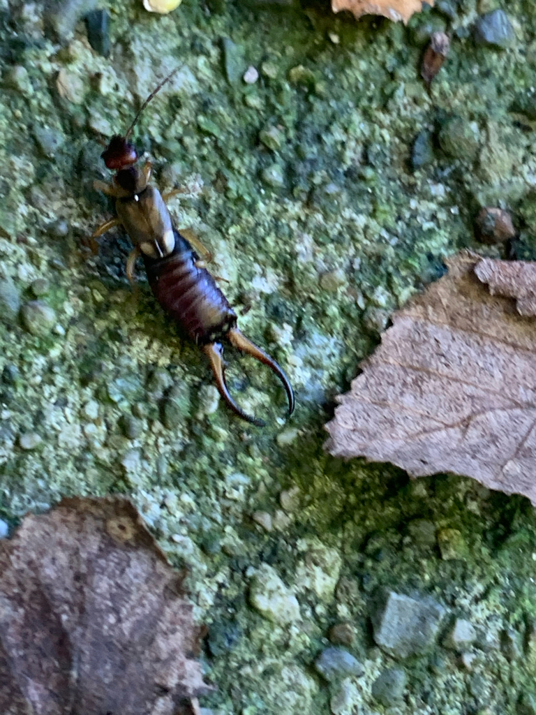 European Earwig