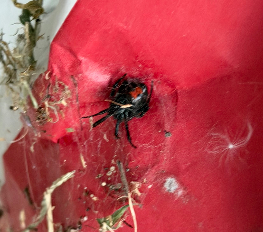 Latrodectus hesperus