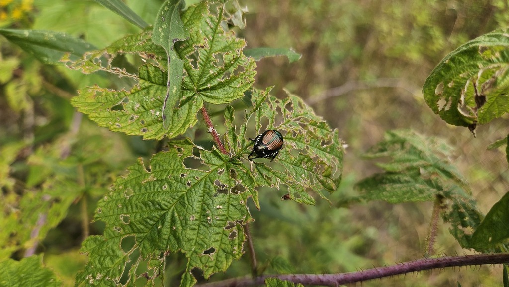 Popillia japonica