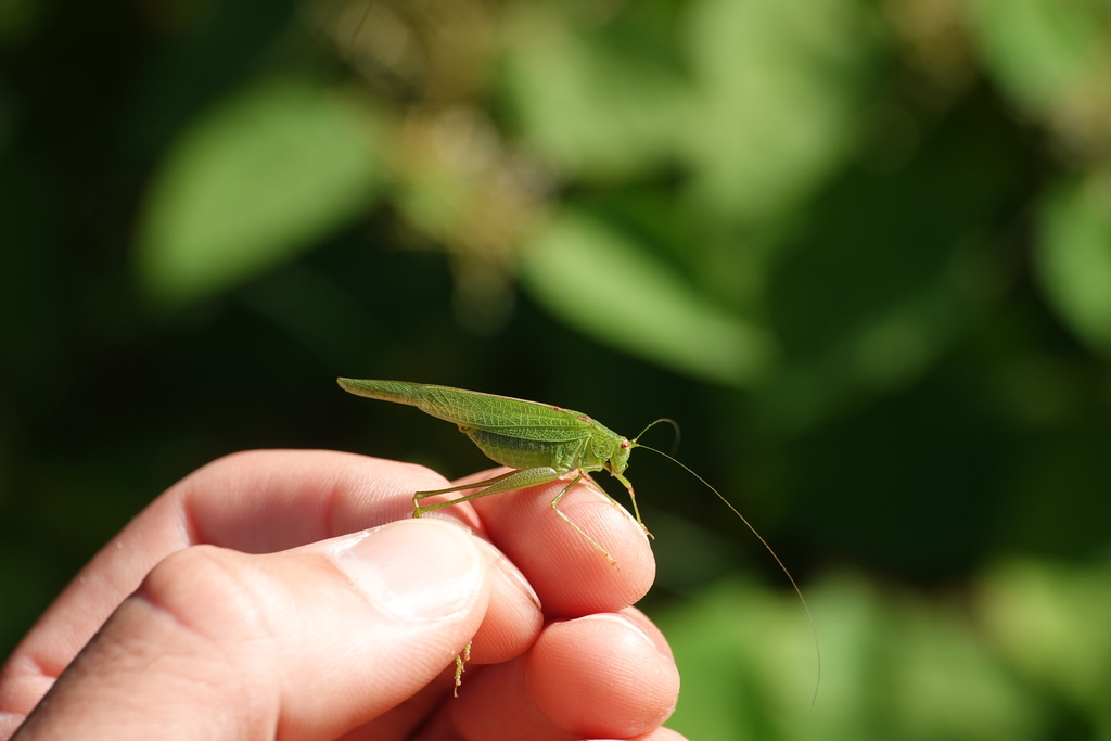 Mediterranean Katydid