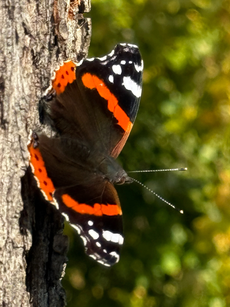 Red Admiral Butterfly
