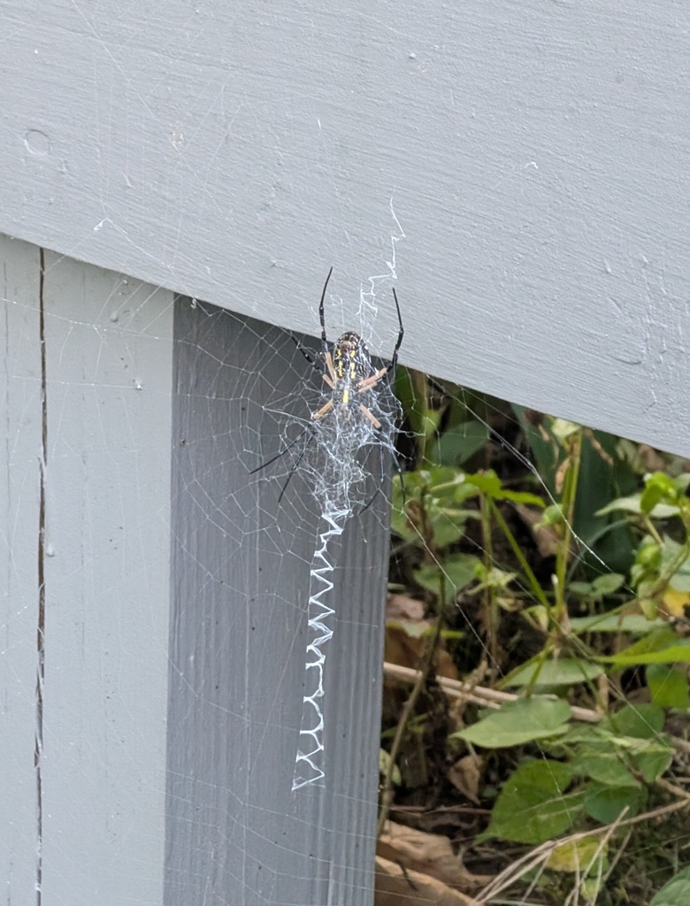 Argiope aurantia