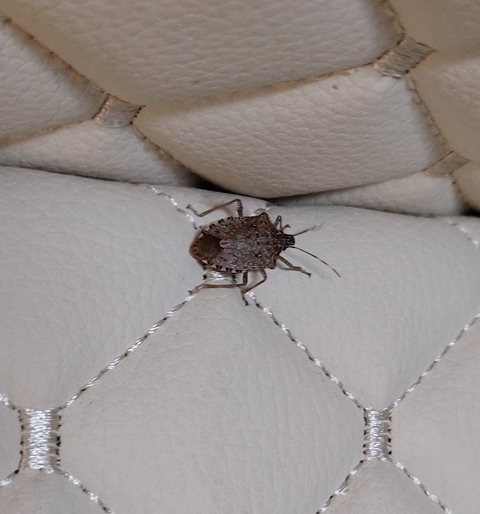 Brown Marmorated Stink Bug