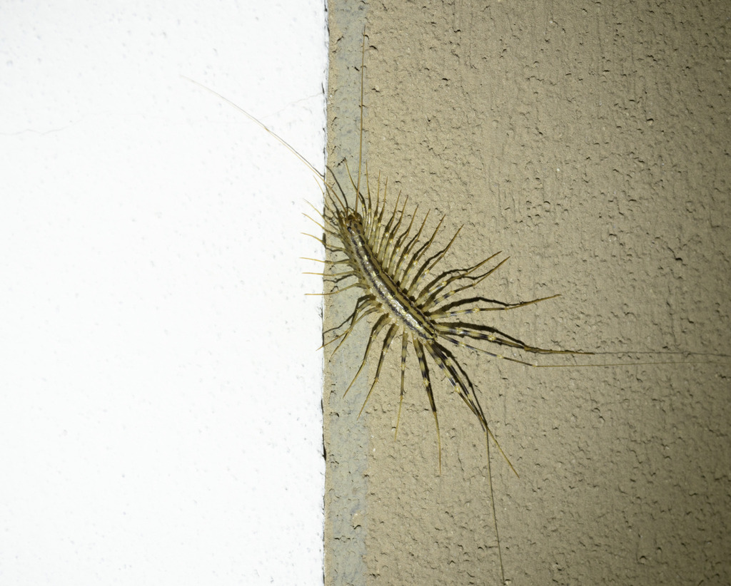 House Centipede