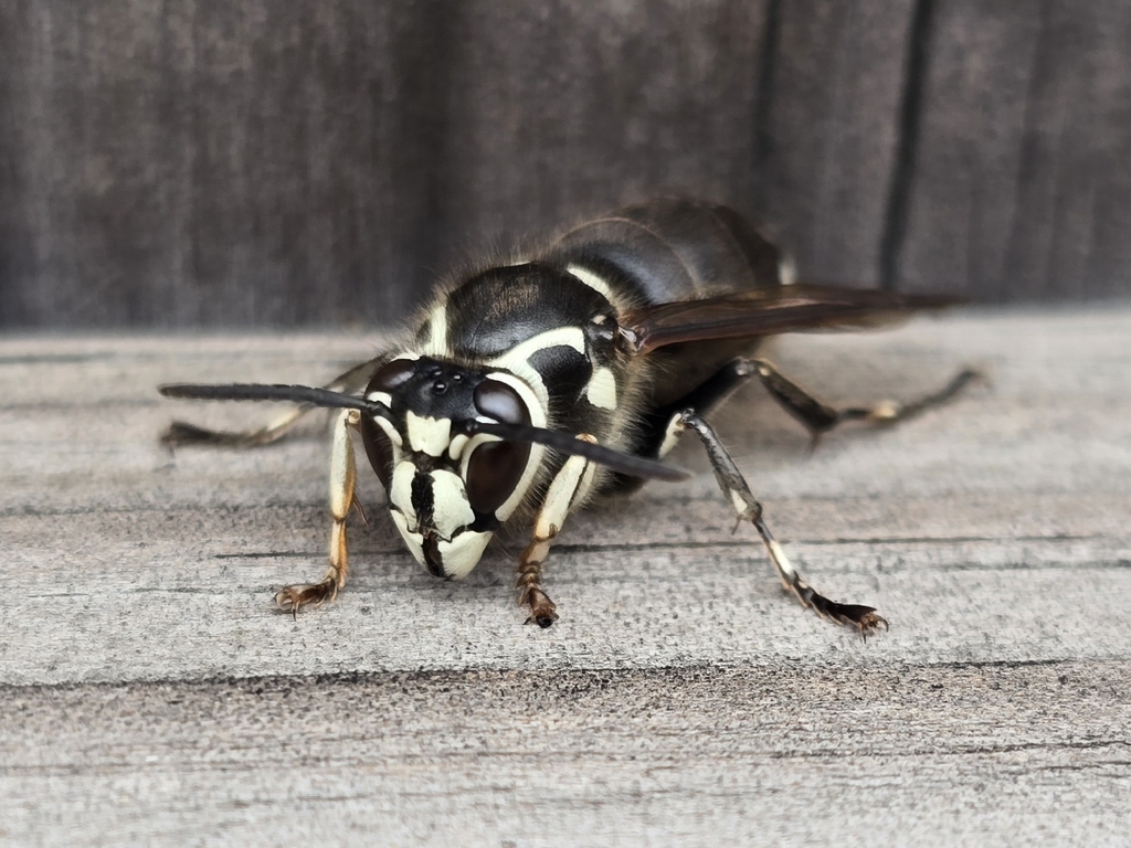 Bald-faced Hornet
