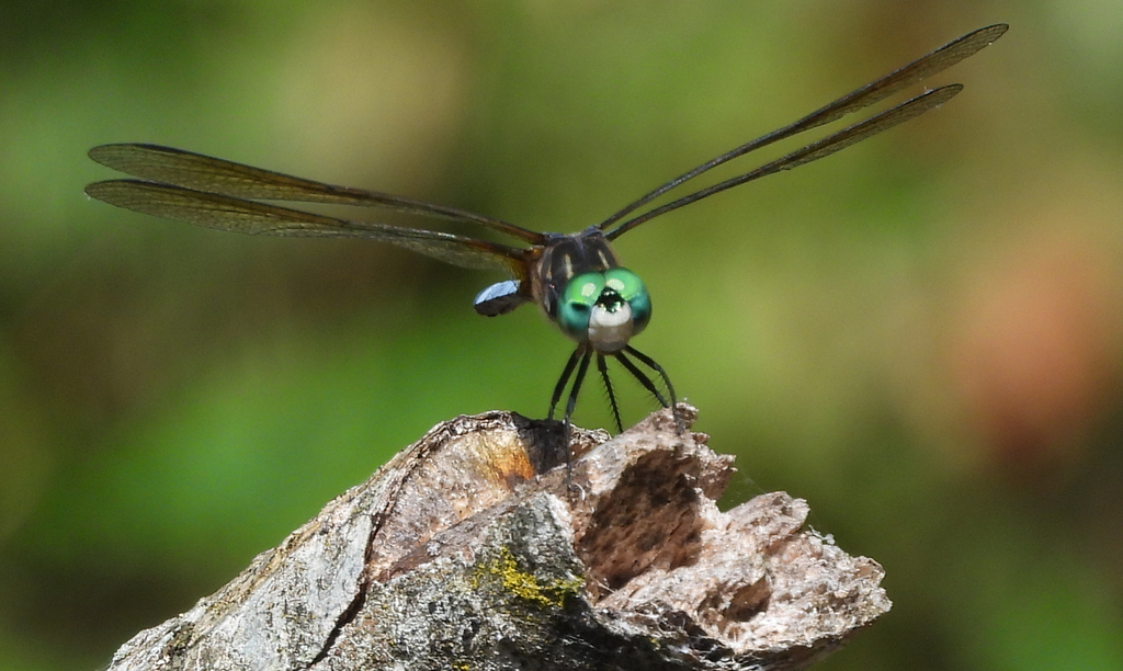 Blue Dasher