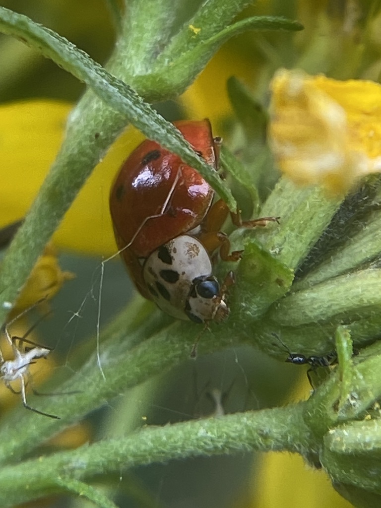 Harlequin Ladybird