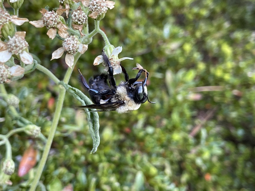 Xylocopa virginica