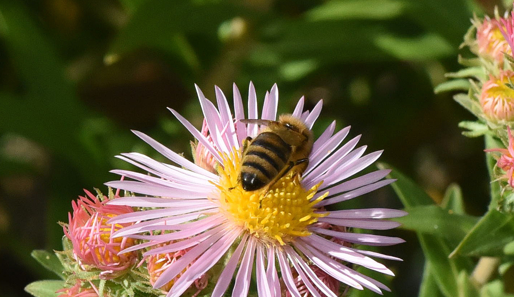 Honey Bee